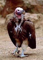 Lappet-faced vulture