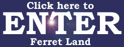 Enter Ferret Land - ferrets are wonderful pets...adopt a ferret today