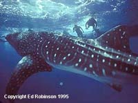 Whale Shark