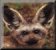 Bat-Eared Fox 