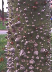 Chorisia speciosa