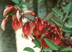 Erythrina.jpg (7757 bytes)