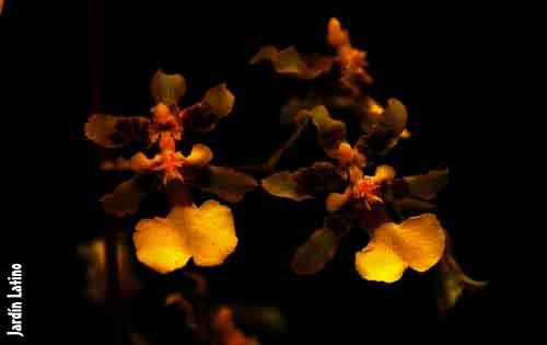 Oncidium.JPG (11211 bytes)