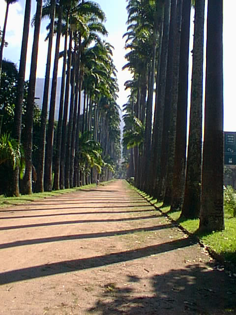 Palmeiras do Jardim Botânico