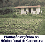 Plantao orgnica