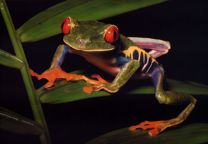 Red-Eyed-Treefrog-My-Favorite!!