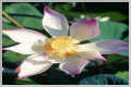 Nelumbo nucifera 'Rosea Plena' 