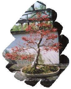 Bonsai brush