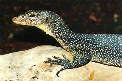 The Mangrove Monitor