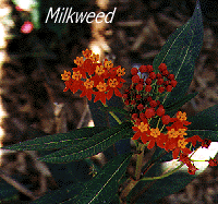 Picture of Milkweed