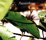 picture of a Passionflower