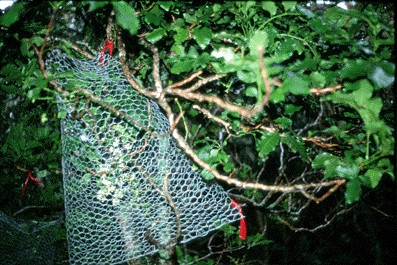 Picture of chickenwire cage on kohekohe branch with flowers inside the cage but not outside (59 K)