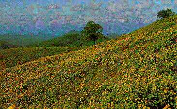 Bou Tong Field at Khun Youm District