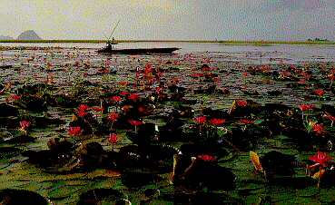 Lotus sea at Krasaesin District, Songkhta, Thailand.