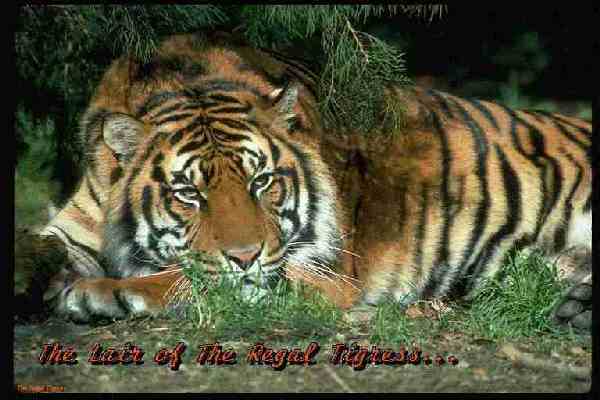 The Regal Tigress...