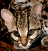 Ocelot