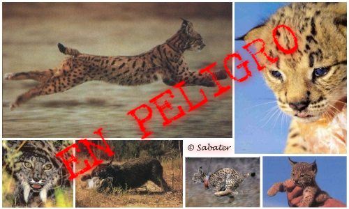 El lince ibrico en peligro