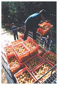 oranges being loaded