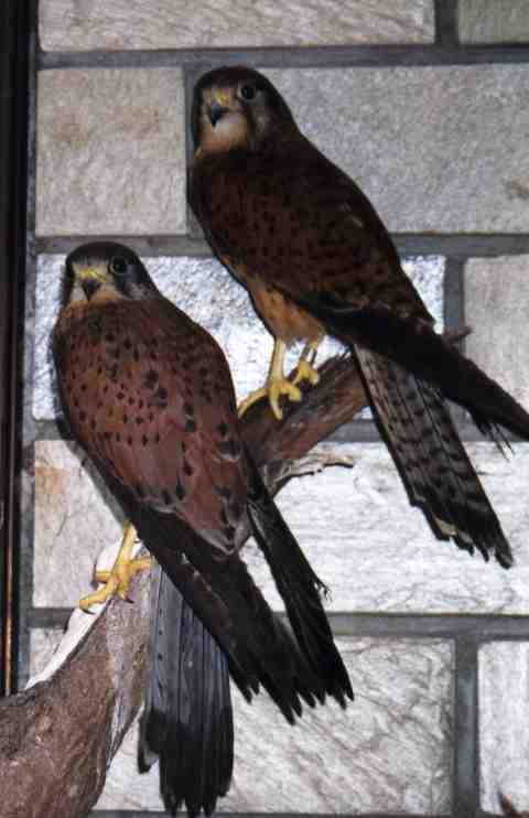 Male (bottom) and female (top) Common Kestrels