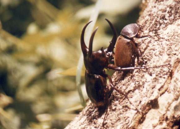 A pair of Chalcosoma caucasus.