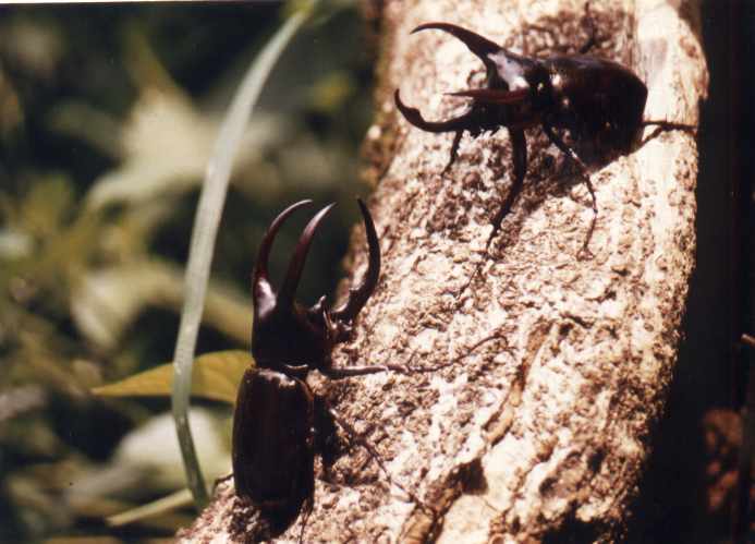 Chalcosoma atlas (top) and Chalcosoma caucasus (bottom).