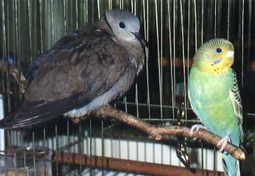 Stanley with Red Turtle Dove Dorothy