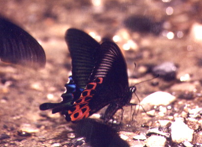 (male) Papilio hoppo