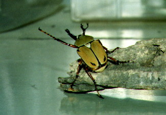 Formosan Stag-horned Beetle (male)