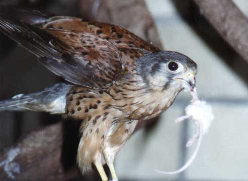 The male Kestrel devouring a mouse.