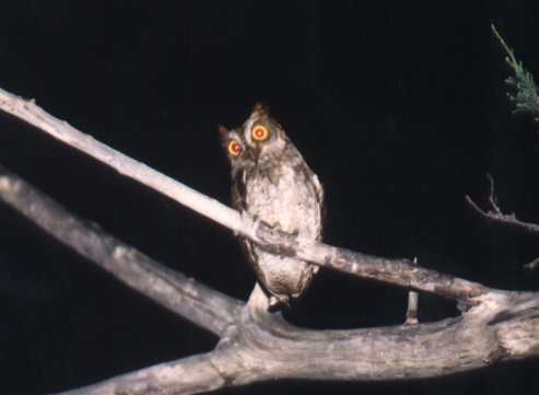 Lanyu Scops Owl