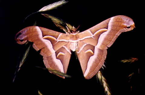 Ailanthus Silkmoth (male)