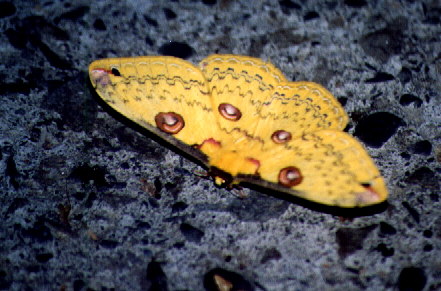 Golden Emperor (female)