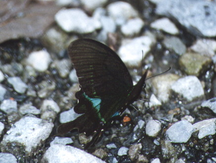 Paris Peacock (male)