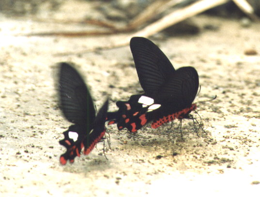 (male) Byasa polyeuctes termessus