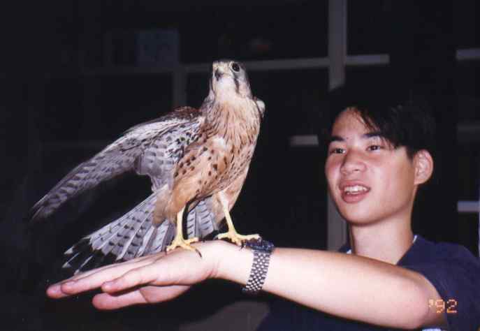 Stanley with the male Common Kestrel.