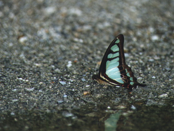 (male) Graphium cloanthus kuge