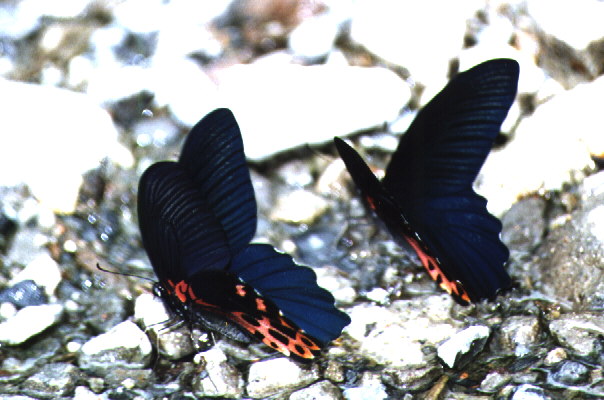 (male) Papilio thaiwanus