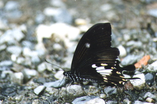 (male) Papilio nephelus chaonulus