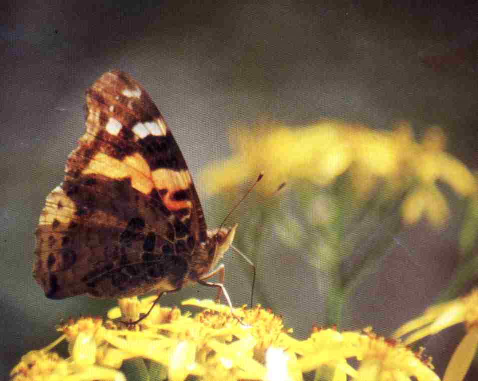 Indian Red Admiral