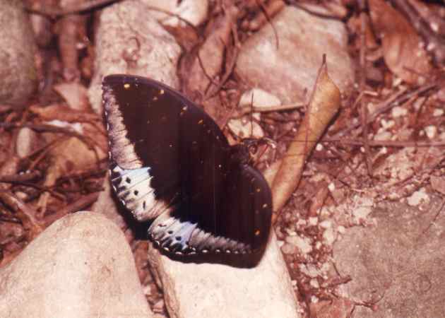 Archduke Butterfly (male)