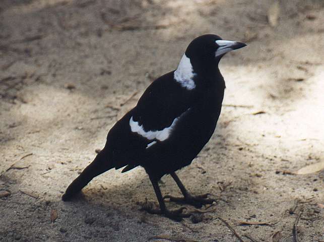 Australian Magpie