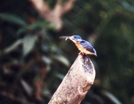 Blue-eared Kingfisher