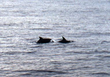 Bottlenosed Dolphins