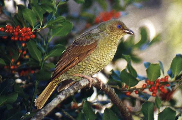 Female Satin Bowerbird