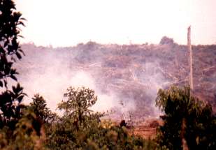 The burning of rainforest.