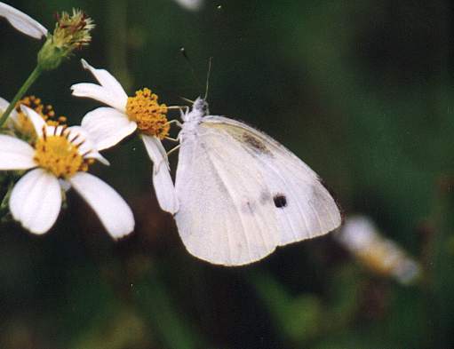 Pieris (Artogeia) canidia canidia