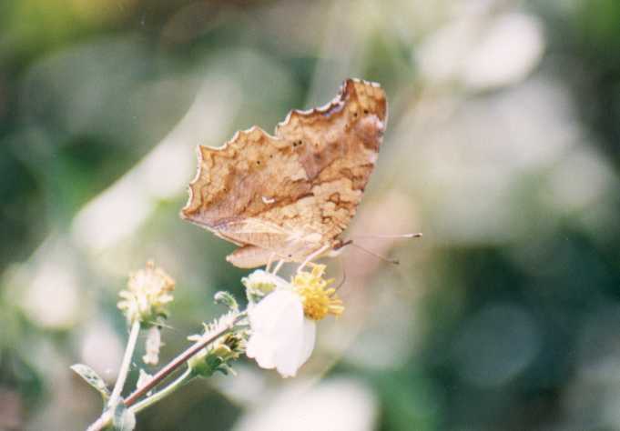 Polygonia c-aureaum lunulata