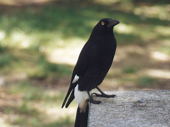 Pied Currawong