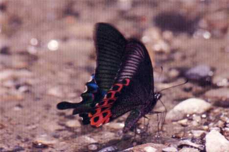 Swallowtail (Papilio hoppo)