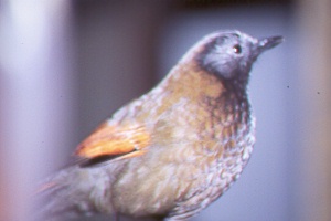 Red-tailed Laughing Thrush